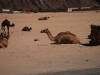 Wadi Rum